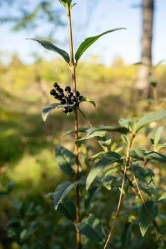 Close up of black berries Stock Photos