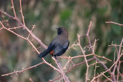 Close-up of black bird perching on branch, Stock Photos
