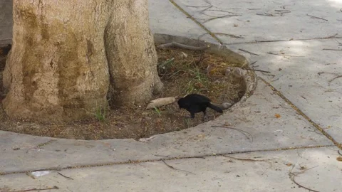 Close-up of a  black birds looking for worms in the ground 스톡 동영상 149898706