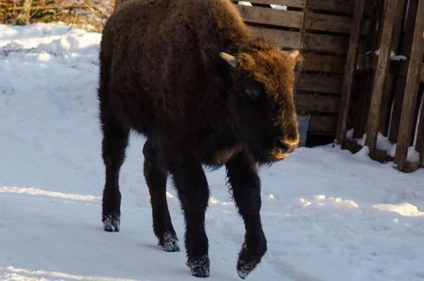 Close up of black bison in snow in background interacting with wildlife Stock Photos