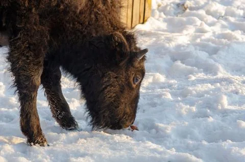 Close up of black bison in snow in background interacting with wildlife Stock Photos