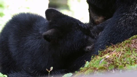 Close up of a black black bear nursing her cub Stock Footage 97801877
