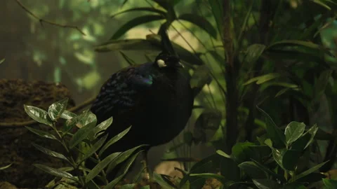 Close-Up Of Black-Blue Bird Among Greenery In Dark Key. Stock Footage 221085494