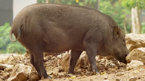 Close-up. The black boar in search of something to eat nuzzles the soil. Stock Footage 100561507