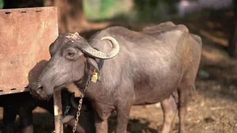 Close up of Black Buffalo with massive horn, agriculture background 스톡 동영상 228062604