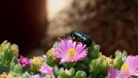 Close up of black bug on pink flower Stock Footage 287341398