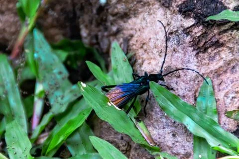 Close-up of black bug with red wings sit between the green grass and the root Stock Photos
