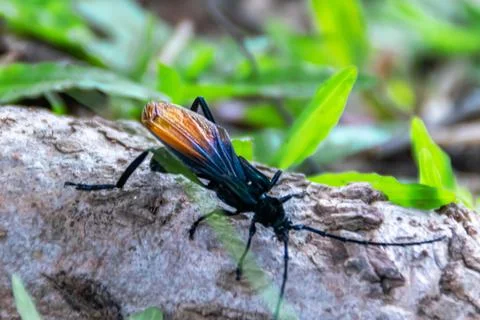 Close-up of black bug with red wings sit on the root wood of the tree with gr Stock Photos
