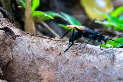 Close-up of black bug with red wings sit on the root wood of the tree with gr Stock Photos