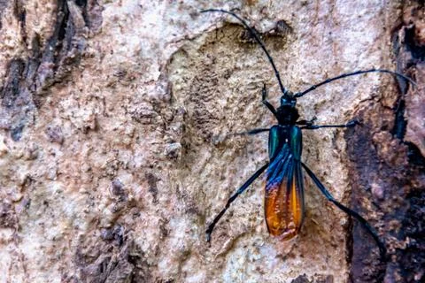 Close-up of black bug with red wings sit vertically on the rough wood of the  Foto stock