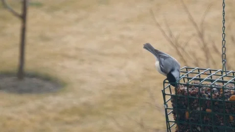 Close up of a black-capped chickadee at a back yard feeder Stock Footage 105123150