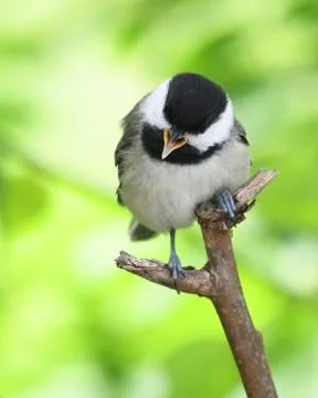 	close up on black capped chickadee bird on the tree branch Stock Photos