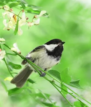Close up on black capped chickadee bird on the tree branch Stock Photos