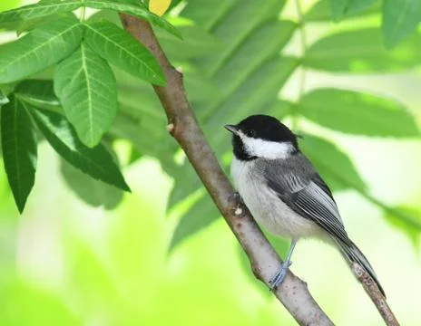 Close up on black capped chickadee bird on the tree branch Stock Photos