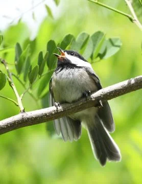 Close up on black capped chickadee bird on the tree branch Stock Photos