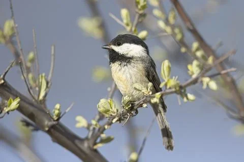 Close up of black capped chickadee. Stock Photos