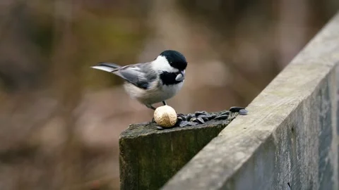 Close up of a Black-capped chickadee Poecile atricapillus Stock Footage 271424564