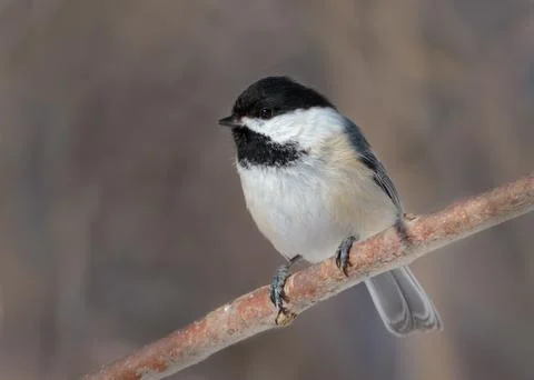 Close up of Black capped Chickadee on tree branch Stock Photos