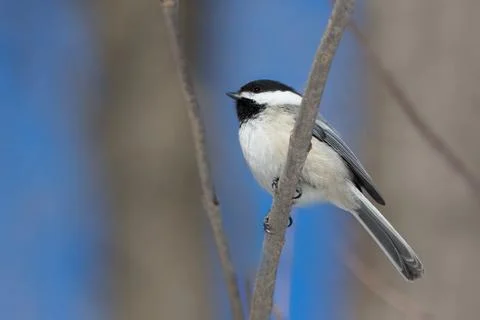 Close up of Black capped Chickadee on twig against blue sky Stock Photos