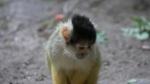 Close up of a Black capped squirrel monkey sitting on the ground. 4k raw Stock Footage 141561463