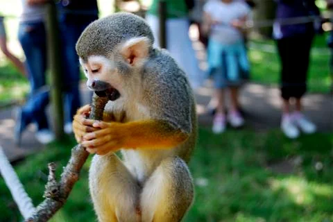Close up of Black Capped Squirrel Monkey eating bark Stock Photos