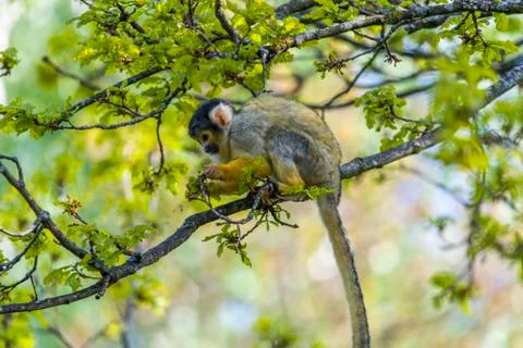 Close Up Of A Black-Capped Squirrel Monkey Stock Photos