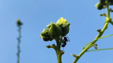 Close up of Black carpenter ant crawling on a plant bud Video stock 329591154