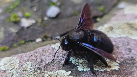 Close up of black carpenter bee Stock Footage 277418936