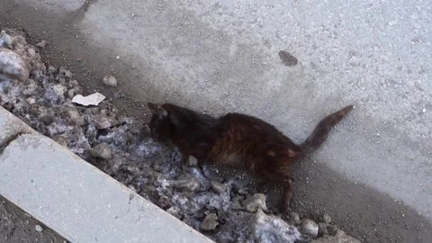 Close-up of a black cat that died after being hit by a car on the side of t.. Stock Footage 279253762
