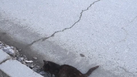 Close-up of a black cat that died after being hit by a car on the side of t.. 動画素材 279253767