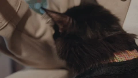 Close up of black cat eating food from fork in cozy indoor setting with soft Stock Footage 345068898