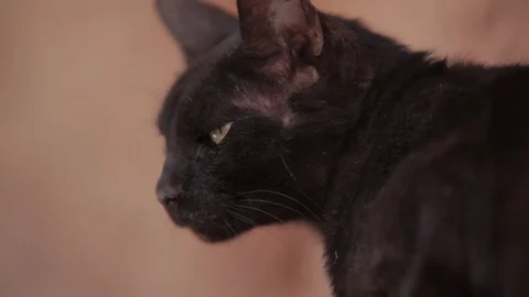 Close up on a black cat in Egypt Stock Footage 90886675