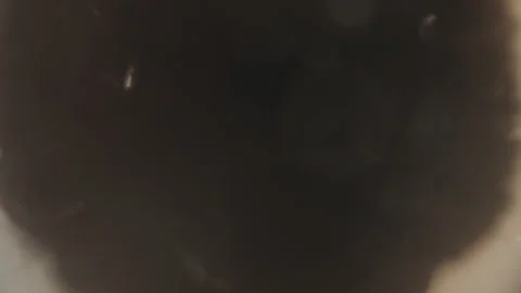 Close up of black cat exploring various surfaces indoors with subtle lighting Stock Footage 345069322
