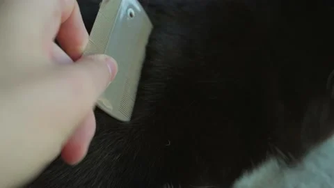 Close up black cat gets combed Stock Footage 167843946