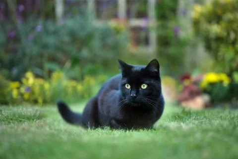 Close up of a black cat on the grass in the back yard Stock Photos
