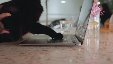 Close up black cat interacting with open laptop and marble table paw near Stock Footage 345063793