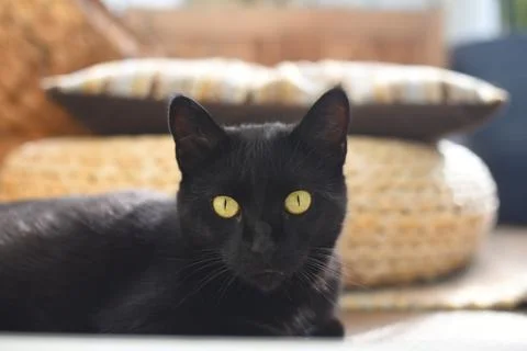 Close up of a black cat laying down looking at camera. Stock Photos