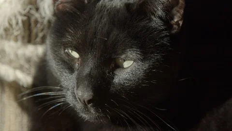 Close up of black cat looking around and blinking in slow motion, 4k Stock Footage 120883811