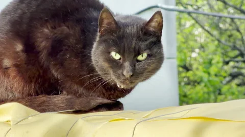 Close Up Of Black Cat Looking Aside On Yellow Surface Outdoors Stock Footage 336093206