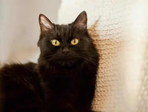 Close up of a black cat looking at camera Stock Photos
