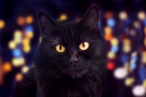 Close up of a black cat looking at camera and bokeh on the background Stock Photos