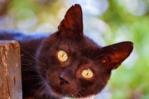 Close-up of a Black Cat looking at the camera Stock Photos