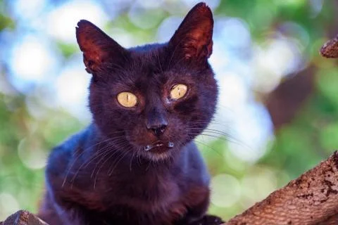 Close-up of a Black Cat looking at the camera Stock Photos