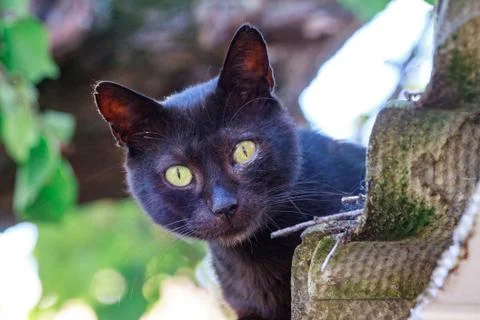 Close-up of a Black Cat looking at the camera Stock-Fotos