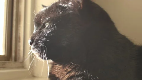 Close up of Black Cat looking out window. Stock Footage 133155243