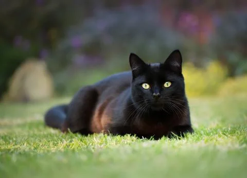 Close up of a black cat lying on the grass Stock Photos