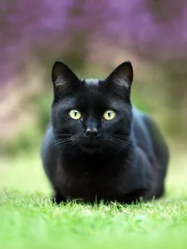 Close up of a black cat lying on the grass in the garden Stock Photos