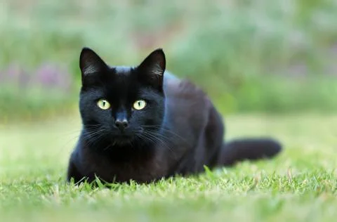 Close up of a black cat lying on grass in the garden Stock Photos