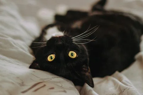 Close-Up of a black cat lying on its back on a bed Stock Photos