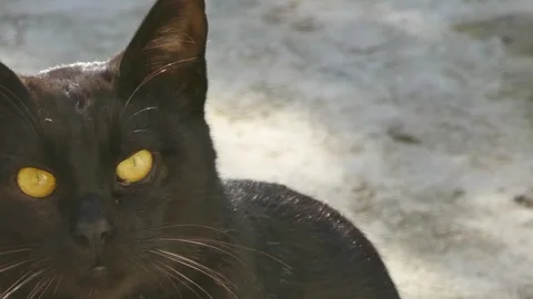 Close-up of a black cat with piercing golden eyes Stock Footage 317966679